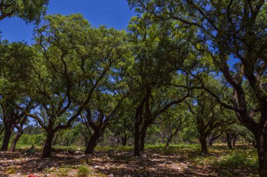 Uzun ağaçlardan oluşan bereketli bir meşe ağacı yaprakların arasından süzülen benekli ışıkla sakin, güneşli bir sahne yaratır.