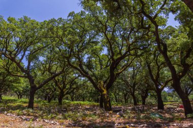 Uzun ağaçlardan oluşan bereketli bir meşe ağacı yaprakların arasından süzülen benekli ışıkla sakin, güneşli bir sahne yaratır.