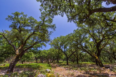 Uzun ağaçlardan oluşan bereketli bir meşe ağacı yaprakların arasından süzülen benekli ışıkla sakin, güneşli bir sahne yaratır.