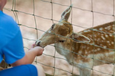 Bir insan, tuhaf bir geyiği tel örgünün içinden nazikçe besler, sakin bir açık hava ortamında samimi bir bağlantı anını yakalar.