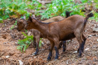 Bir grup keçi yemyeşil bir açık havada otlar, eğreltiotu ve toprakla çevrili.