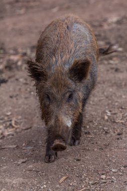 Bir yaban domuzu, doğal, topraksı bir ortamda toprağı koklar. Tetikte ve tuhaf davranışlarını sergiler.