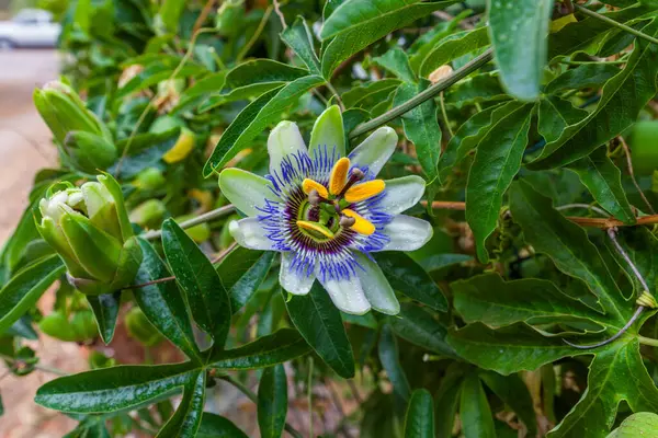 Canlı bir tutku çiçeği yemyeşil yaprakların arasında çiçek açar, gelişmekte olan meyve ve filizlerle çevrili karmaşık taç yaprakları ve narin ereksiyonlar sergiler.