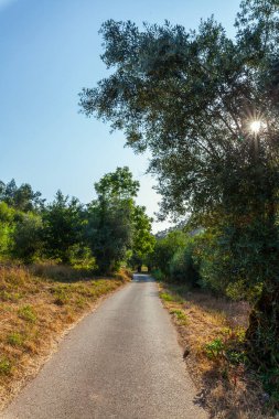 Bereketli yeşillik ve kuru otlarla çevrili sakin kırsal bir yol, güneşin ağaçların dallarında parıldaması, sakin ve davetkar bir atmosfer yaratıyor.