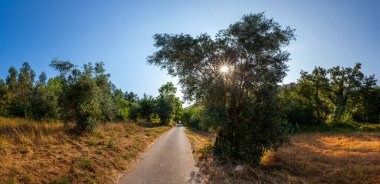 Bereketli yeşillik ve kuru otlarla çevrili sakin kırsal bir yol, güneşin ağaçların dallarında parıldaması, sakin ve davetkar bir atmosfer yaratıyor.