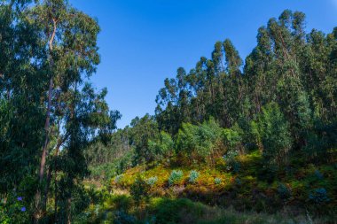 Bereketli bir orman manzarası. Uzun ağaçlar ve açık mavi gökyüzünün altında canlı yeşillikler. Doğanın dingin güzelliğini sergiliyor.