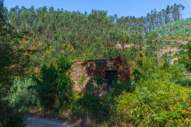 Sarmaşık ve bitki örtüsüyle kaplanmış taşralı bir yapı, açık mavi gökyüzünün altındaki uzun ağaçlarla çevrili gür bir ormana yerleşmiş, kırsal bir sükunet hissi uyandırıyor.