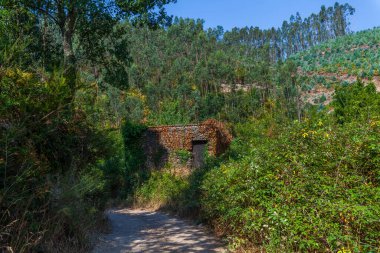 Sarmaşık ve bitki örtüsüyle kaplanmış taşralı bir yapı, açık mavi gökyüzünün altındaki uzun ağaçlarla çevrili gür bir ormana yerleşmiş, kırsal bir sükunet hissi uyandırıyor.