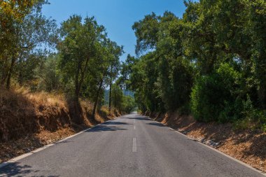 Düz, meşe ağaçlarıyla kaplı kırsal bir yol, yemyeşil ve kuru otlarla çevrili, berrak mavi bir gökyüzünün altına uzanır.
