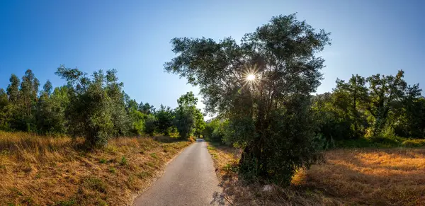 Bereketli yeşillik ve kuru otlarla çevrili sakin kırsal bir yol, güneşin ağaçların dallarında parıldaması, sakin ve davetkar bir atmosfer yaratıyor.