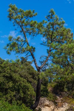 Benzersiz şekilli bir çam ağacının dikey görüntüsü. Kavisli bir gövdesi var. Derin mavi bir gökyüzüne karşı duruyor ve yemyeşil yapraklarla çevrili.