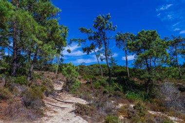 Yüksek çam ağaçları ve yeşil yapraklar arasında kıvrılan kumlu toprak bir yolun canlı, alçak açılı bir görüntüsü dağınık mavi bulutların altında.