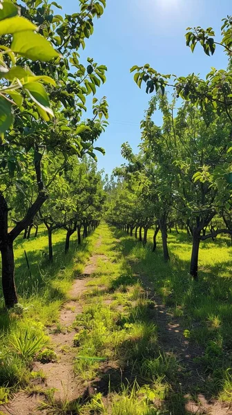 Gyümölcsös Gyümölcsös Fák Közösségi Gyümölcsösben Megjelenítik Változatosságot Bőséget Egy Napsütéses — Stock Fotó
