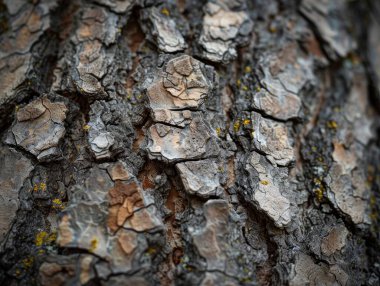 In a forest setting, explore the detailed texture of rough tree bark up close, revealing natural patterns and moss on its tactile surface clipart
