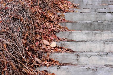 Bahçe manzarasında baharın sonlarında bahçe düzenleme merdivenleri.