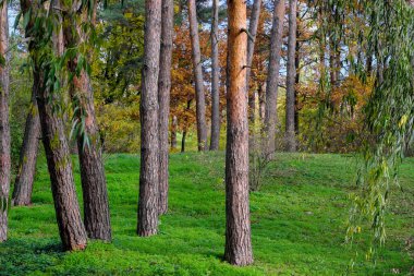 Sonbaharın sonlarında güneşli bir günde doğal orman manzarası kozalaklı ve yaprak döken ağaçlar