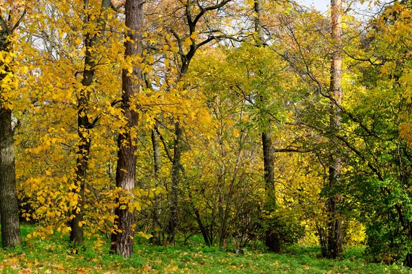 stock image Natural forest landscape deciduous trees in late autumn on a sunny day