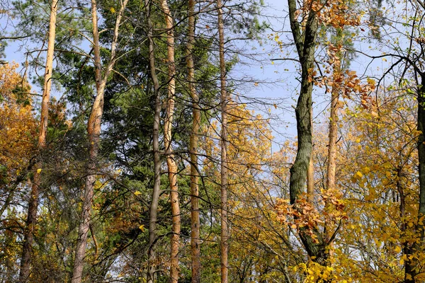 Naturligt Skogslandskap Barrträd Och Lövträd Senhösten Solig Dag — Stockfoto