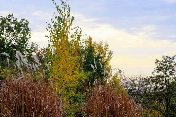 Decorative plants in sunlight vegetative autumn background