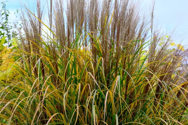 Decoratieve Planten Zonlicht Vegetatieve Herfst Achtergrond — Stockfoto