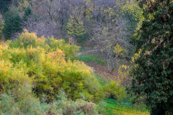 Naturalny Krajobraz Leśny Drzewa Liściaste Późną Jesienią Słoneczny Dzień — Zdjęcie stockowe