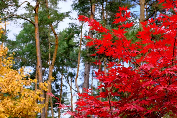 Природный Лесной Ландшафт Хвойных Лиственных Деревьев Конце Осени Солнечный День — стоковое фото