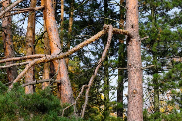 Přírodní Lesní Krajina Jehličnaté Listnaté Stromy Pozdním Podzimu Slunečného Dne — Stock fotografie