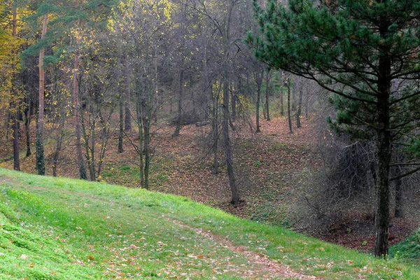 Naturalny Krajobraz Leśny Drzewa Liściaste Późną Jesienią Słoneczny Dzień — Zdjęcie stockowe