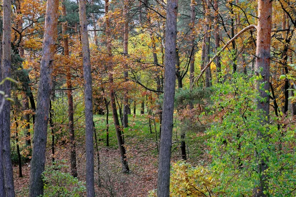 Naturalny Krajobraz Lasu Iglastego Drzew Liściastych Późną Jesienią Słoneczny Dzień — Zdjęcie stockowe