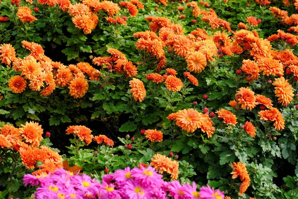 Krizantém Virágzik Késő Ősszel Kertben Egy Virágágyásban Közelkép — Stock Fotó