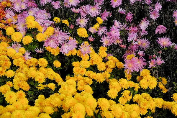 Crisantemi Sbocciano Nel Tardo Autunno Giardino Aiuola Primo Piano — Foto Stock