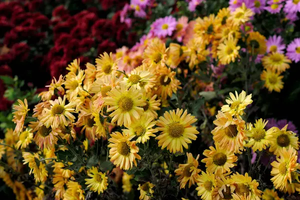 Crisantemos Florecen Finales Otoño Jardín Primer Plano Cama Flores — Foto de Stock