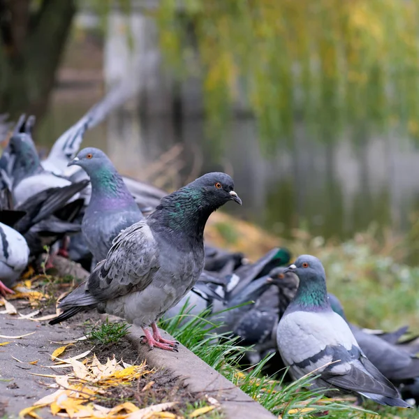 Flock Pigeons Peck Grain City Lake Autumn Cloudy Day — Stock Photo, Image