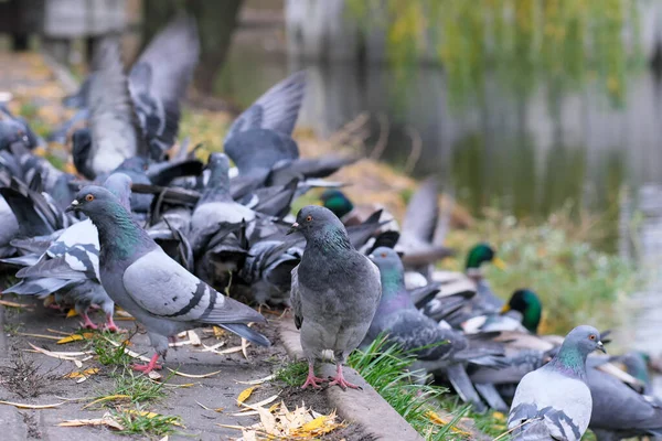 Flock Pigeons Wild Ducks Peck Grain City Lake Autumn Cloudy — Stock Photo, Image