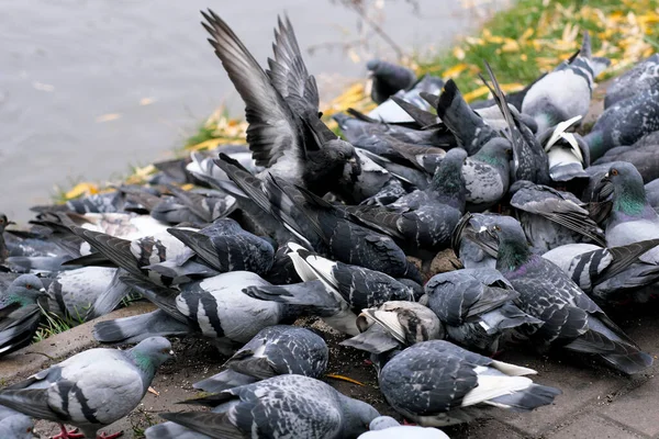 Flock City Pigeons Peck Grain City Lake Autumn Cloudy Day — Stock Photo, Image
