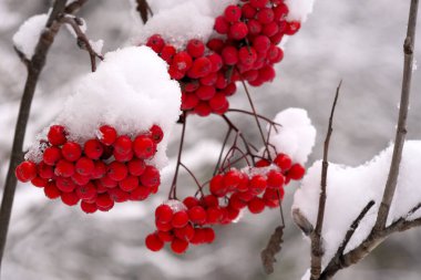 Kış sanatsal arka planda yumuşak kar, bulutlu bir günde dallarda ve kızılcık üzümlerinde yatar.