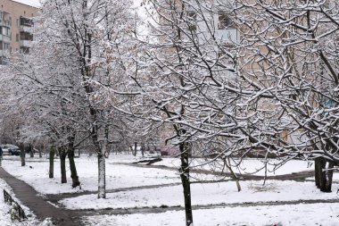 Kış sanatsal arka plan yumuşak kar bulutlu bir günde şehir ağaçlarının dallarında yatar.