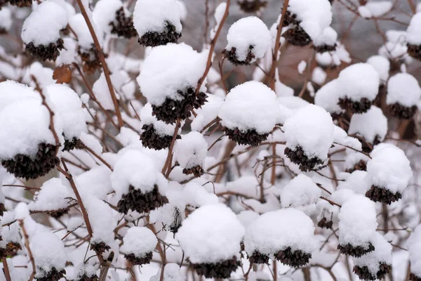 Зимовий Художній Фон Який Сніг Лежить Гілках Міських Дерев Похмурий — стокове фото