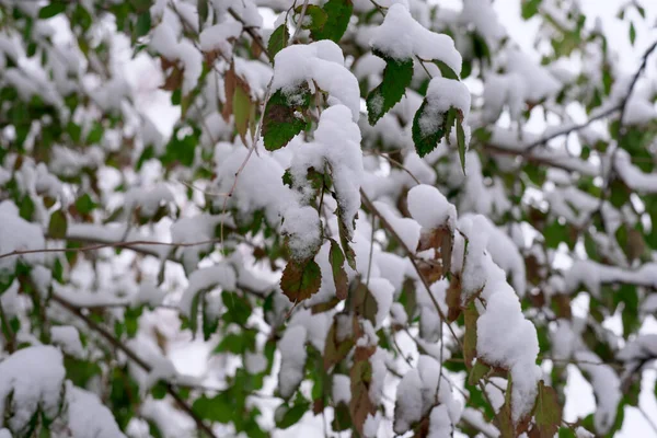 Winter Artistieke Achtergrond Zachte Sneeuw Ligt Takken Van Stedelijke Bomen — Stockfoto