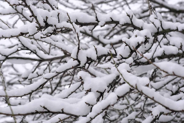 在多云的天气里 冬天的艺术背景软绵绵的雪落在城市的树枝上 — 图库照片