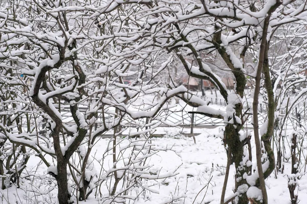 Зимний Художественный Фон Мягкий Снег Лежит Ветвях Городских Деревьев Облачный — стоковое фото
