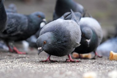 Şehir güvercinleri bir kış günü yakın planda ekmek kırıntılarıyla beslenir.