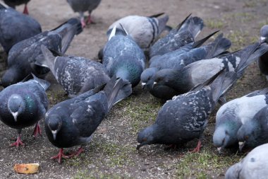 Şehir güvercinleri bir kış günü yakın planda ekmek kırıntılarıyla beslenir.