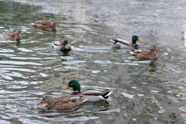 Wild urban birds on a freezing small lake feed shooting in the month of February