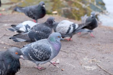 Wild urban birds on a freezing small lake feed shooting in the month of February