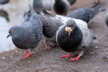 Wild urban birds on a freezing small lake feed shooting in the month of February