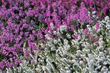 Pembe ve beyaz bahar çiçekleri botanik bahçesinde açar güneşli bir günde yakın çekim makro fotoğrafçılığında.