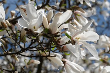 Sıcak bir bahar güneşli bir günde beyaz manolyalar çiçek açar.