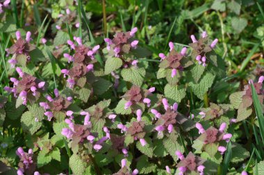 Güneşli bir günde botanik bahçesinde çiçek açan pembe küçük bahar çiçekleri yakın çekim makro fotoğrafçılığı yapar.
