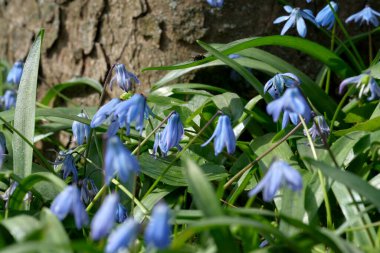 Mavi kar damlası (BlueBell) veya bir zambak ailesi olan Scilla, umudun, mutluluğun, gençliğin ve güzelliğin bir sembolüdür.